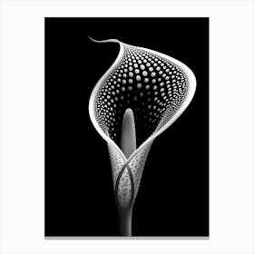 Black and White Calla Lily Canvas Print