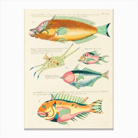 Colourful And Surreal Illustrations Of Fishes Found In Moluccas (Indonesia) And The East Indies, Louis Renard(38) Canvas Print