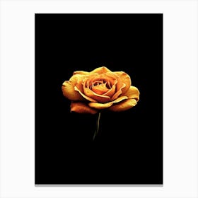 Single Rose 16 Canvas Print