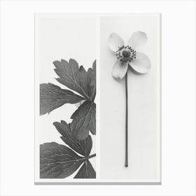 Anemone Flower Photo Collage 1 Canvas Print