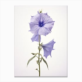 Pressed Wildflower Botanical Art Tall Bellflower 2 Canvas Print