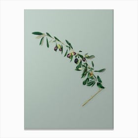Vintage Olives Botanical Art on Mint Green n.0494 Canvas Print