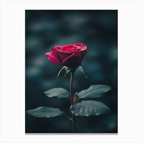 Single Rose 3 Canvas Print