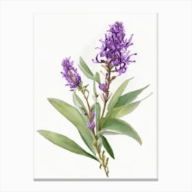 Ironweed Wildflower Watercolour Canvas Print