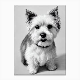 Norfolk Terrier B&W Pencil dog Canvas Print