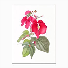 Impatiens Floral Quentin Blake Inspired Illustration 2 Flower Canvas Print