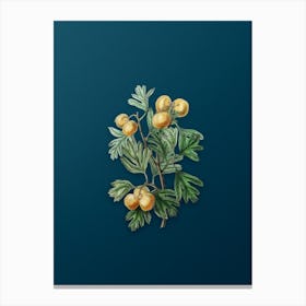 Vintage Aronia Thorn Flower Botanical Art on Teal Blue n.0797 Canvas Print