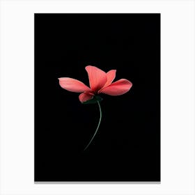 Single Pink Flower On Black Background 6 Canvas Print