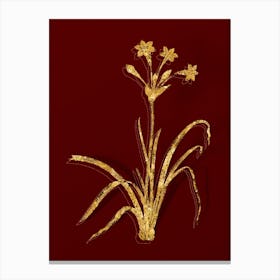 Vintage Crytanthus Vittatus Botanical in Gold on Red n.0018 Canvas Print