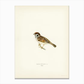 Eurasian Tree Sparrow, Tree Sparrow (Passer Montanus), The Von Wright Brothers Canvas Print