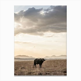 Afircan Buffalo Canvas Print