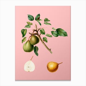 Vintage Pear Botanical on Soft Pink 1 Canvas Print