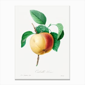 Apple( 1759–1840), Pierre Joseph Redouté Canvas Print