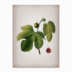 Vintage Briansole Figs Botanical on Parchment n.0375 Canvas Print