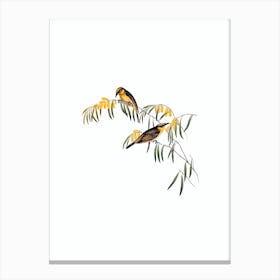 Vintage Plumed Honeyeater Bird Illustration on Pure White n.0100 Canvas Print