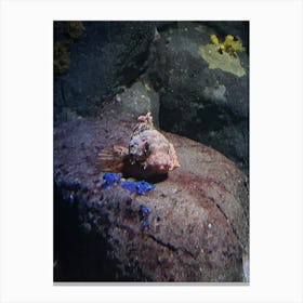 Fish In An Aquarium Canvas Print