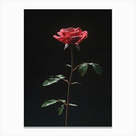 Single Red Rose 15 Canvas Print