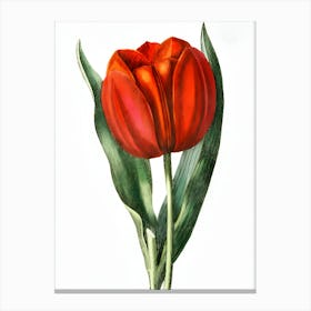 Red Tulip 3 Canvas Print