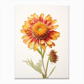 Pressed Flower Botanical Art Gaillardia Canvas Print