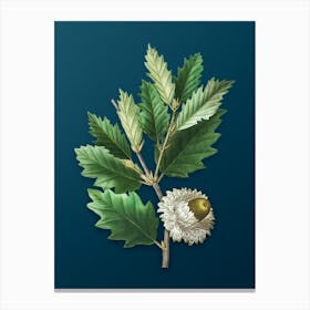 Vintage Valonia Oak Botanical Art on Teal Blue n.0858 Canvas Print