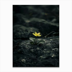 Yellow Flower On A Rock Canvas Print