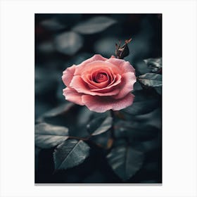 Pink Rose Wallpaper 3 Canvas Print