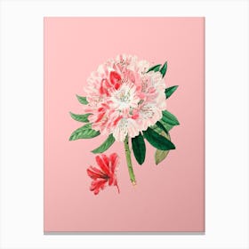 Vintage Rhododendron Flower Botanical on Soft Pink n.0680 Canvas Print