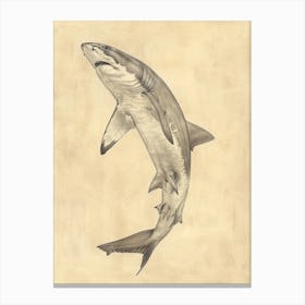 Angel Shark Vintage Illustration 4 Canvas Print