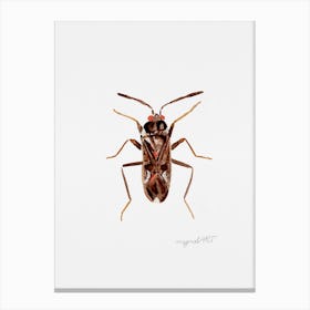 Rhyparochromus vulgaris, a dirt-colored seed bug, watercolor artwork Canvas Print