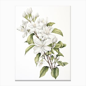 Jasmine Flower Vintage Botanical 1 Canvas Print