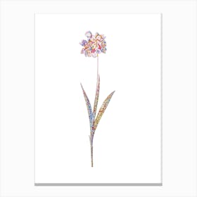 Stained Glass Ixia Maculata Mosaic Botanical Illustration on White n.0176 Canvas Print