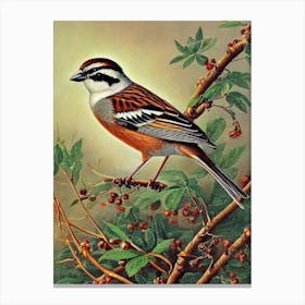 Sparrow Haeckel Style Vintage Illustration Bird Canvas Print