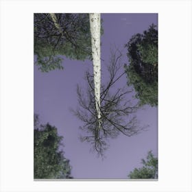 Birch Trees Against The Sky Canvas Print