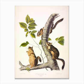 Douglass'S Squirrel, John James Audubon Canvas Print