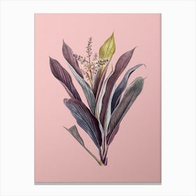 Vintage Cordyline Fruticosa Botanical on Soft Pink n.0956 Canvas Print