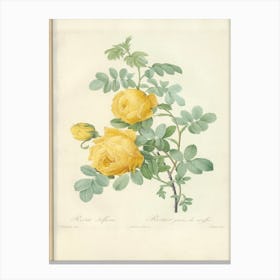 Rose Illustration, Pierre Joseph Redoute (9) Canvas Print