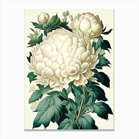 Duchesse De Nemours Peonies Vintage Botanical Canvas Print