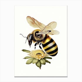 Apis Bee 2 Vintage Canvas Print