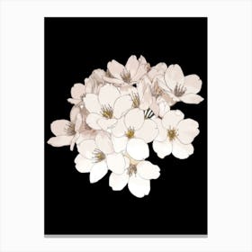 Cherry Blossoms 28 Canvas Print