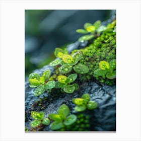 Moss On Rock Canvas Print