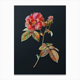Vintage Apothecary Rose Botanical Watercolor Illustration on Dark Teal Blue n.0387 Canvas Print