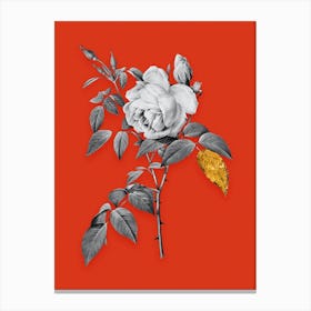 Vintage Fragrant Rosebush Black and White Gold Leaf Floral Art on Tomato Red n.0930 Canvas Print