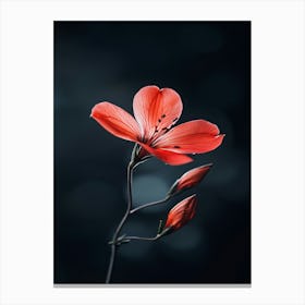 Red Flower On Dark Background Canvas Print