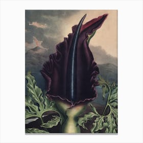 Vintage Thornton 2 Dragon Arum Canvas Print