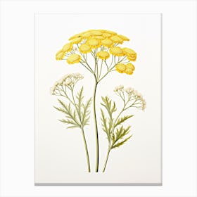 Yarrow Savory Vintage Botanical Herbs 3 Canvas Print