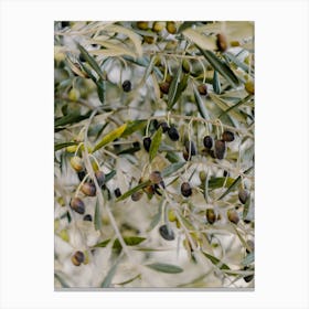 Olive Tree in Puglia, Italy | travel photography Canvas Print