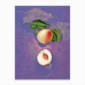 Vintage Peach Botanical Illustration on Veri Peri n.0314 Canvas Print