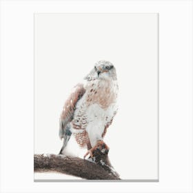 Neutral Hawk Canvas Print