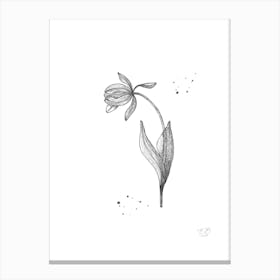 Tulip Black And White Botanical 1  Canvas Print