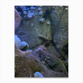 Starfish In An Aquarium 1 Canvas Print